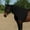 Black, variant on Dura-Tech 3/4 Zip Horse Slicker Hood | Lightweight Lycra | Turquoise | X-Large