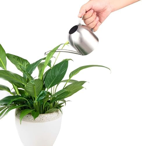 Small Watering Can for Indoor Plants Stainless Steel Bonsai Watering can Mini Metal (15oz/450ml)
