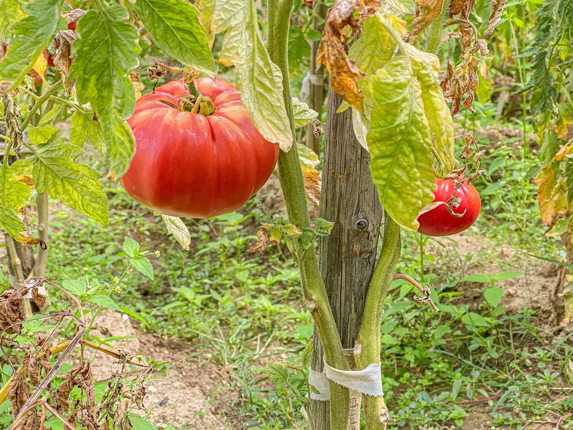 World Record Beefsteak Tomato Seeds – Heirloom, NON-GMO, Free Shipping (Southeast Seeds)