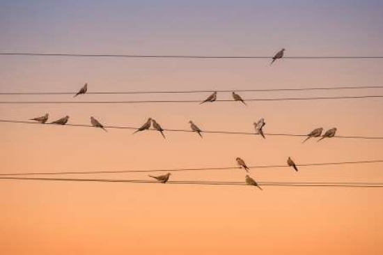 Music Of Light Canv