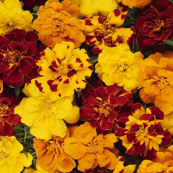 Outsidepride French Marigold Outback Mix Flower Seeds - 500 Seeds