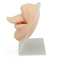 thumbnail image 1 of Modelo De Lengua De Silicona, Modelo De Lengua Elástica De Práctica, Reutilizable, Realista Con Soporte Para Técnico Para Salón De Perforación, 1 of 7