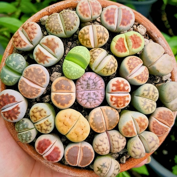 Lithops Seeds, Set of 20 Lithop Seeds, Lithop Seed Mix for Indoor Planting
