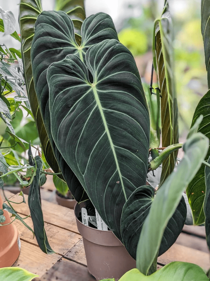 Philodendron Melanochrysum Live Plant, 5–9 Inch Tall Tropical Houseplant Starter, Velvety Dark Green Foliage for Indoor Growing