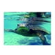 thumbnail image 3 of Fondo Adhesivo Subacuático Decoración Colco Tortuga 76x46cm Pecera de fondo pegatina, 3 of 8