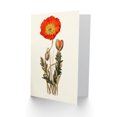 thumbnail image 2 of Flora Conspicua Clark Scarlet Poppy Greetings Card Plus Envelope Blank inside, 2 of 3