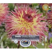 Lindsay Michelle Dahlia - Dinnerplate Fimbriata Flower - #1 Size Root Clump - NEW