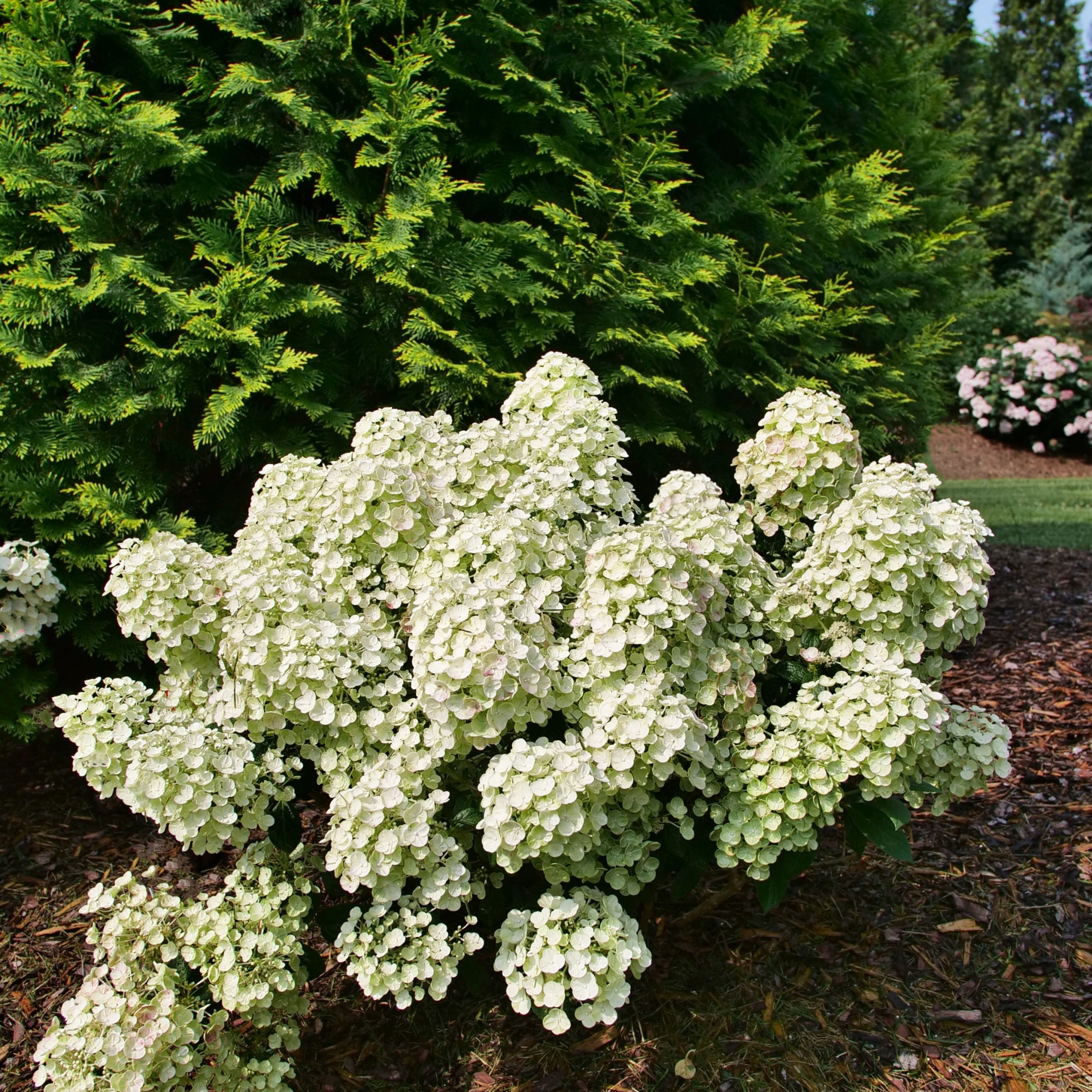 Proven Winners ColorChoice 5" White Tiny Quick Fire Panicle Hydrangea Live Plant in 4.5" Pot (4 Count)