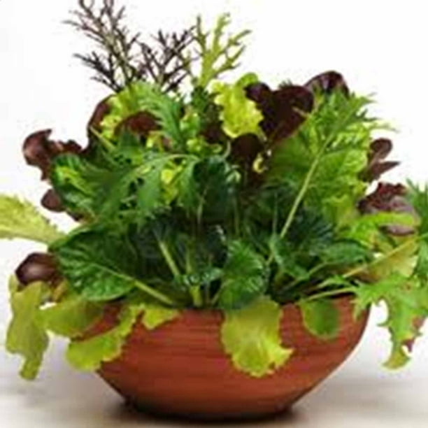 Gourmet Mixed Lettuce Greens Organic Garden Seeds NonGMO, Heirloom