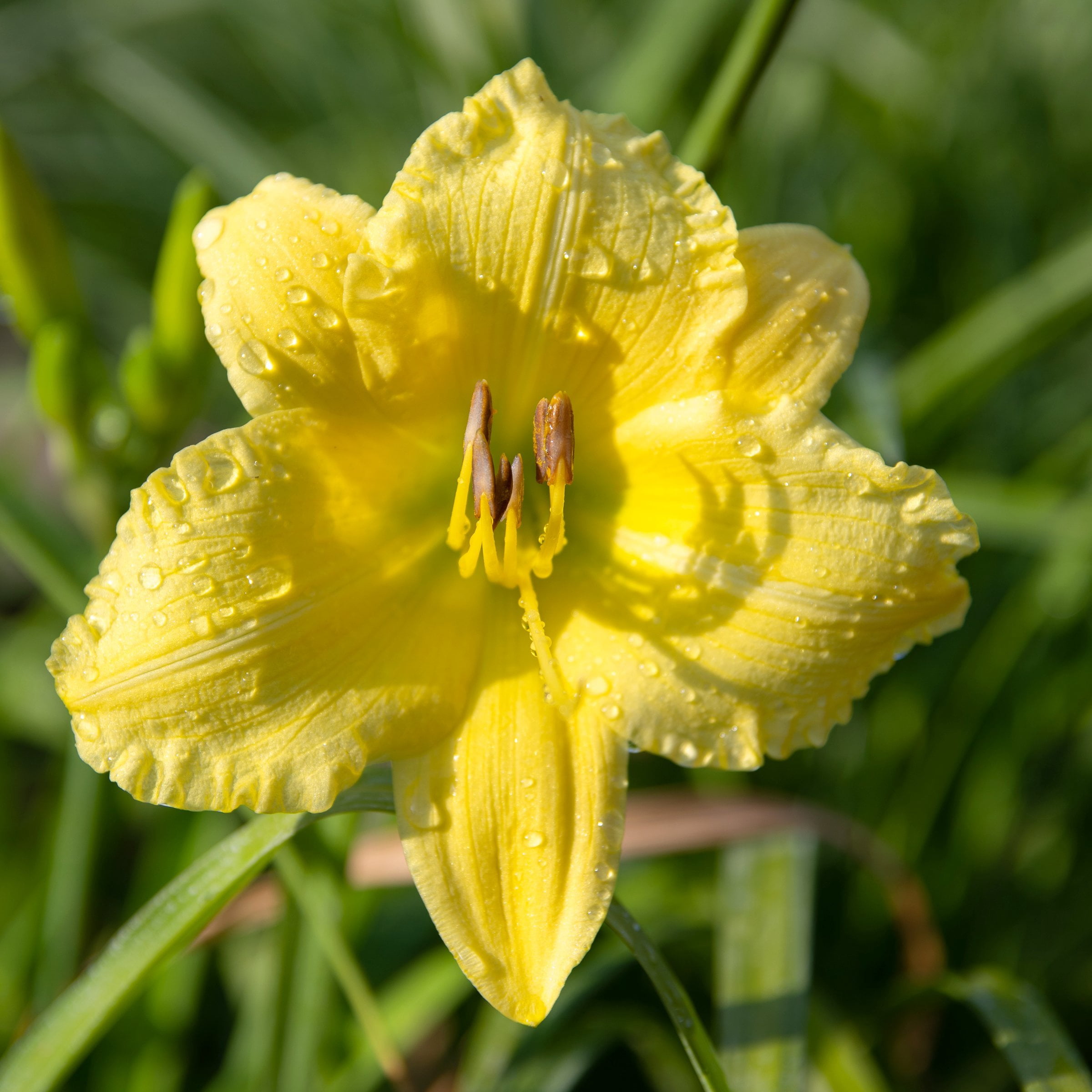 National Plant Network 1 gal. Daylily Big Time Happy Perennial Plant (4-Pack)