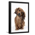 thumbnail image 1 of Miniature LongHaired Dachshund, Animals Framed Art Print Wall Art Sold by Art.Com, 1 of 5