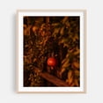 thumbnail image 2 of Pomegranates - California Photography Fruit Botanical Autumn Garden Rustic Moody Nature Unframed Wall Art Print 12 x 16 inches, 2 of 13