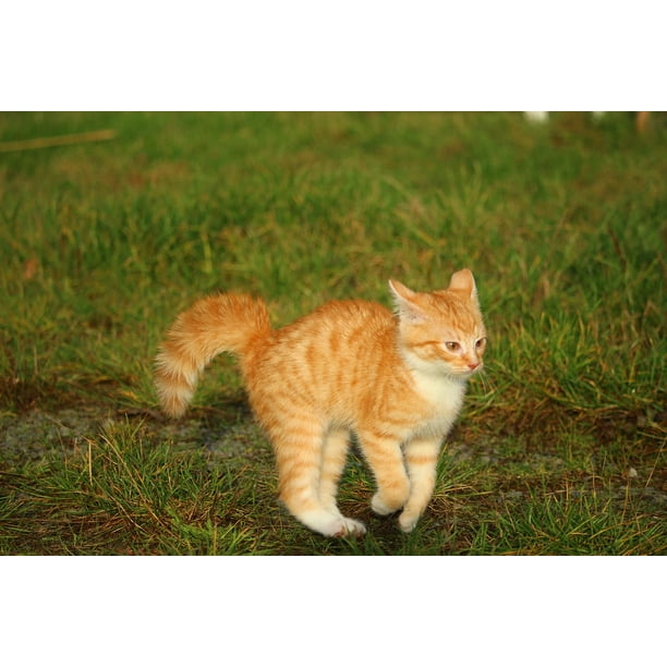 Kitten Red Mackerel Tabby Cat Cat Baby Autumn- 12 Inch By 18 Inch Laminated Poster With Bright Colors And Vivid Imagery-Fits Perfectly In Many Attractive Frames - Walmart.com - Walmart.com Kitten Red Mackerel Tabby Cat Cat Baby Autumn- 12 Inch By 18 Inch Laminated Poster With Bright Colors And Vivid Imagery-Fits Perfectly In Many Attractive Frames - Walmart.com - Walmart.com
