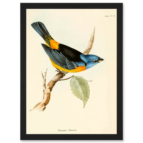 Scientific Bird Illustration Finch Tanagra Charles Darwin Artwork Framed Wall Art Print A4