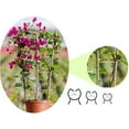 thumbnail image 6 of Guozer Clearance Gardening Ring Buckle 50PCS Plant Binding Strap Fixing Clip Plastic Small Clip for Plant Climbing Support Indoor Plant Stakes, 6 of 6