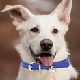 thumbnail image 3 of Minimalist Candy Color Pet Collar Adjustable Leather Neckband for Cats and Dogs with Secure Buckle Design, 3 of 5