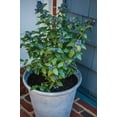 thumbnail image 2 of Perpetua� Blueberry, 2 of 3
