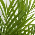 thumbnail image 3 of United Nursery Live Cat Palm Plant 28-32 inches Tall in 9.25 inch Grower Pot Bright Green Houseplant, 3 of 9