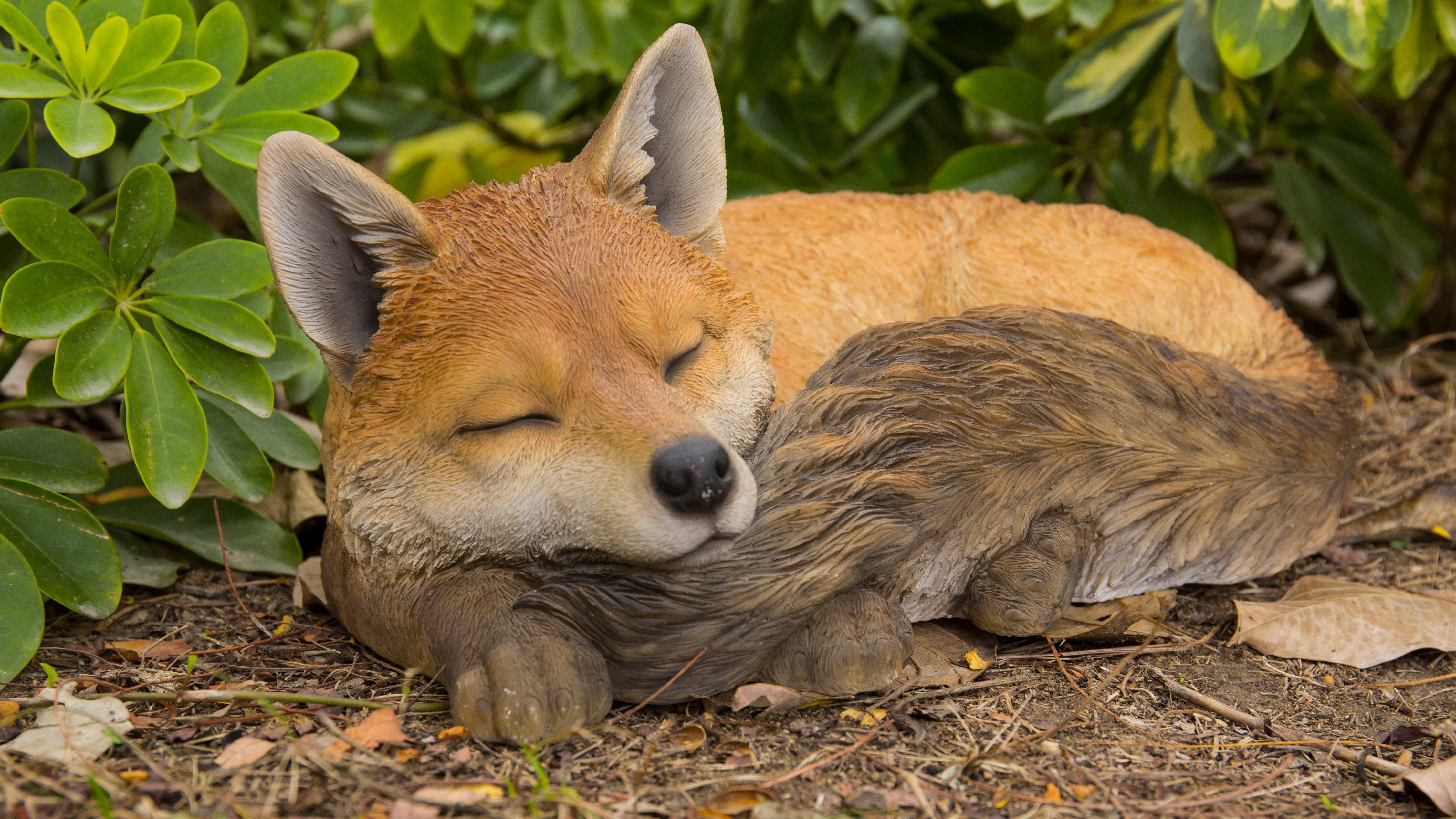 FOX SLEEPING