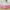 Pink/39 W x 75Linch, variant on XMMSWDLA Wrap Around Ruffled Lace Bed Skirt, Elastic Dust Ruffle with Adjustable Belts,15 Inch Drop Easy To Put On, Bed Frame Cover, Machine Washable (King/Queen-15)