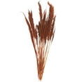 thumbnail image 5 of 35" Tall Dried Plant Natural Foliage Pampas Grass Bouquet, by DecMode, 5 of 7