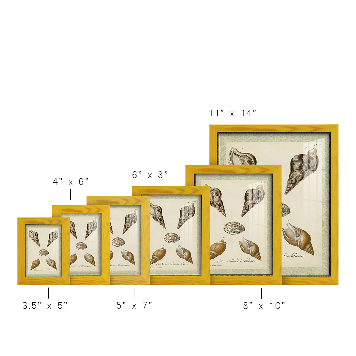 Bookplate Shells VIII - Framed Print w/glass - Sunflower Yellow