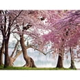 thumbnail image 2 of Anonymous 18x15 Gold Ornate Wood Framed with Double Matting Museum Art Print Titled - A row of cherry trees bloom at sunrise on the edge of the tidal basin. Washington- USA, 2 of 4