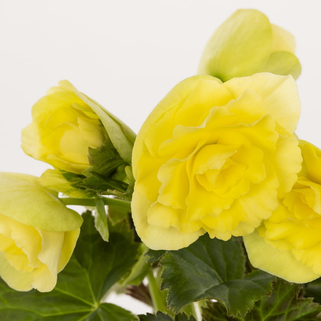 Better Homes & Gardens 1.5gal Yellow Begonia Live Annual Plant Shade