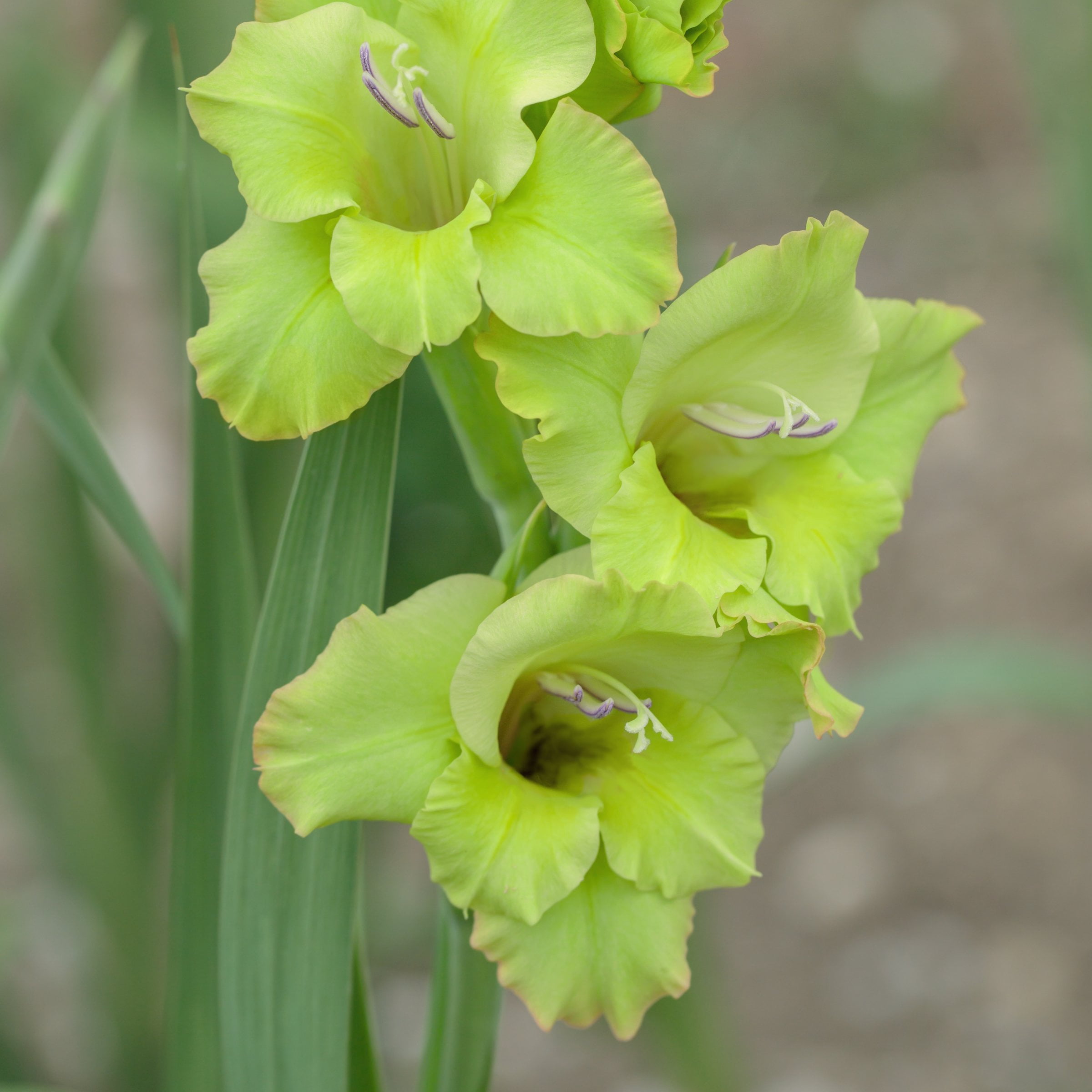National Plant Network Gladioli Bowie Bulbs (10-Pack)