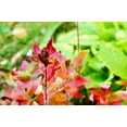 thumbnail image 3 of 10 SUNSET BOULEVARD PRIMROSE Orange Evening Blvd Oenothera Versicol Flower Seeds, 3 of 5