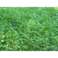 Mossy Oak BioLogic Hot Spot No Till Throw & Grow Food Plot Seed For