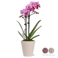 thumbnail image 4 of Just Add Ice Petite Pink Purple Orchid Live Plant 15-20" in Decorative Pot, 4 of 7
