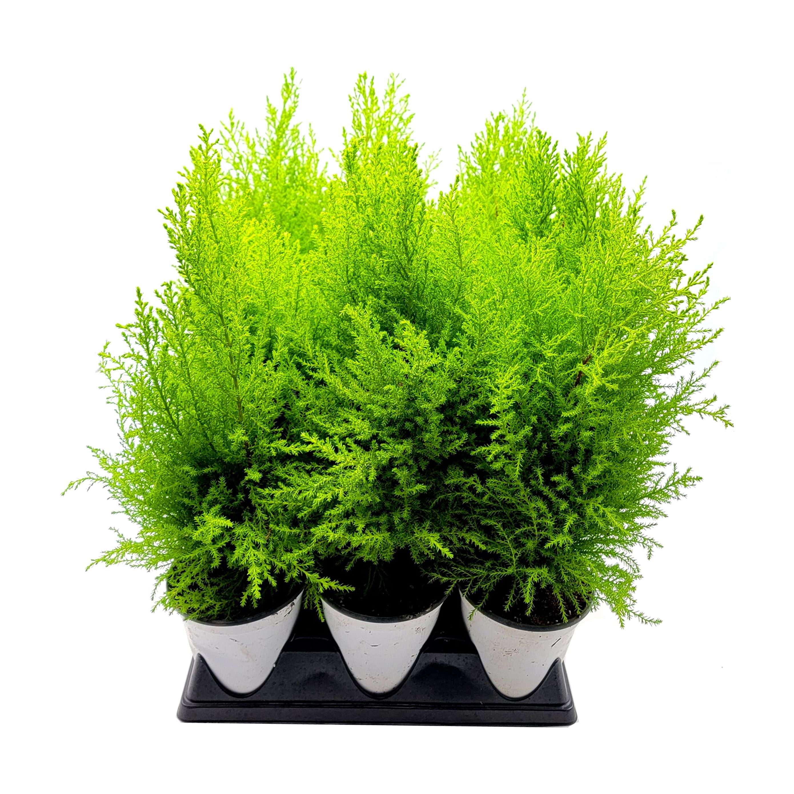 2-PK Live Dwarf Lemon Cypress, Cupressus macrocarpa ‘Goldcrest Wilma,’ Live Indoor Tree, Houseplant, Garden Plant, Fragrant Plant, 4.5-in Pots