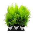 thumbnail image 2 of 2-PK Live Dwarf Lemon Cypress, Cupressus macrocarpa ‘Goldcrest Wilma,’ Live Indoor Tree, Houseplant, Garden Plant, Fragrant Plant, 4.5-in Pots, 2 of 5