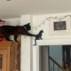 thumbnail image 2 of Decoración de Gato de Halloween XINYU Silueta de Madera 4 Piezas, 2 of 4