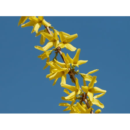 Canvas Print Forsythia Yellow Flora Flowers Shrub Flowering Stretched Canvas 10 x