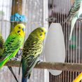 thumbnail image 4 of 10pcs Cuttlefish Sepia Bone Parrot Chewing Cuttle Bone Bird Food Calcium Pickstone Parakeets Budgies Cockatiels Cuttlebone Toy, 4 of 5