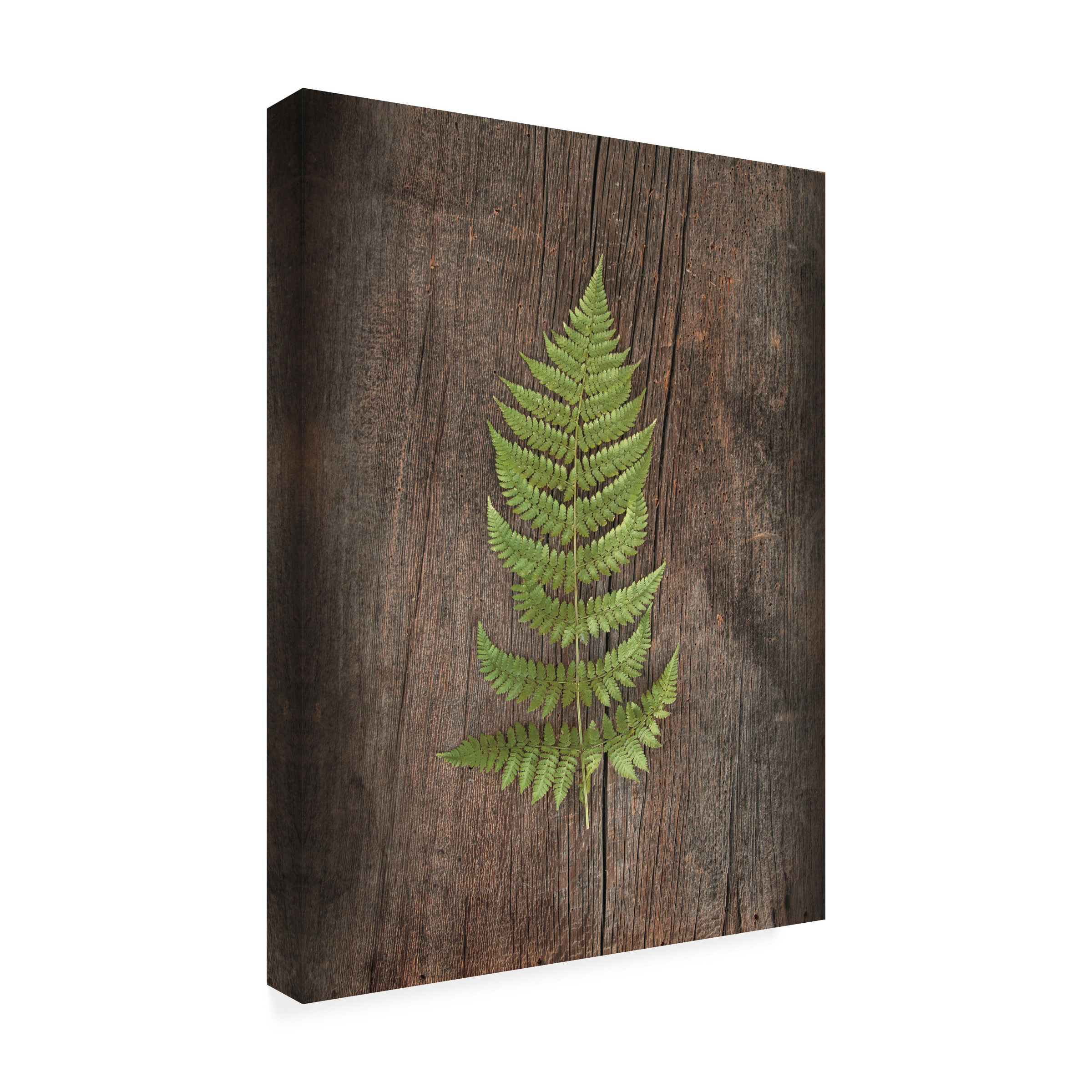 Trademark Fine Art 'Woodland Fern I' Canvas Art by Sue Schlabach