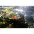 thumbnail image 2 of Rainbow Trout In The Kulik River  Katmai National Park  Southwestern Alaska  Summer Poster Print, 2 of 2