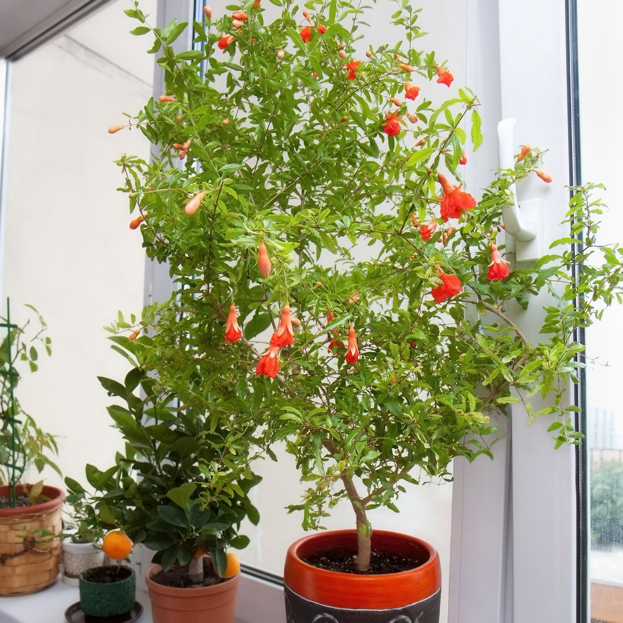 National Plant Network Live Perennial Shrub 1 gal Dwarf Pomegranate with Full Sunlight