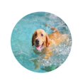 thumbnail image 2 of KDAGR 60 inch Round Beach Towel Blanket Blue Family Labrador Retriever Happy Dog Swimming Smiling Brown Travel Circle Circular Towels Mat Tapestry Beach Throw, 2 of 2