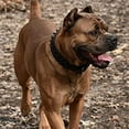 thumbnail image 5 of Dogs Kingdom Leather Black Spiked Studded Dog Collar 2" Wide, Boxer Collar, 5 of 5