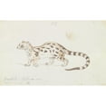 thumbnail image 2 of Charles Hamilton Smith 14x11 Black Ornate Wood Framed Double Matted Museum Art Print Titled: Small Indian Civet (1837), 2 of 5