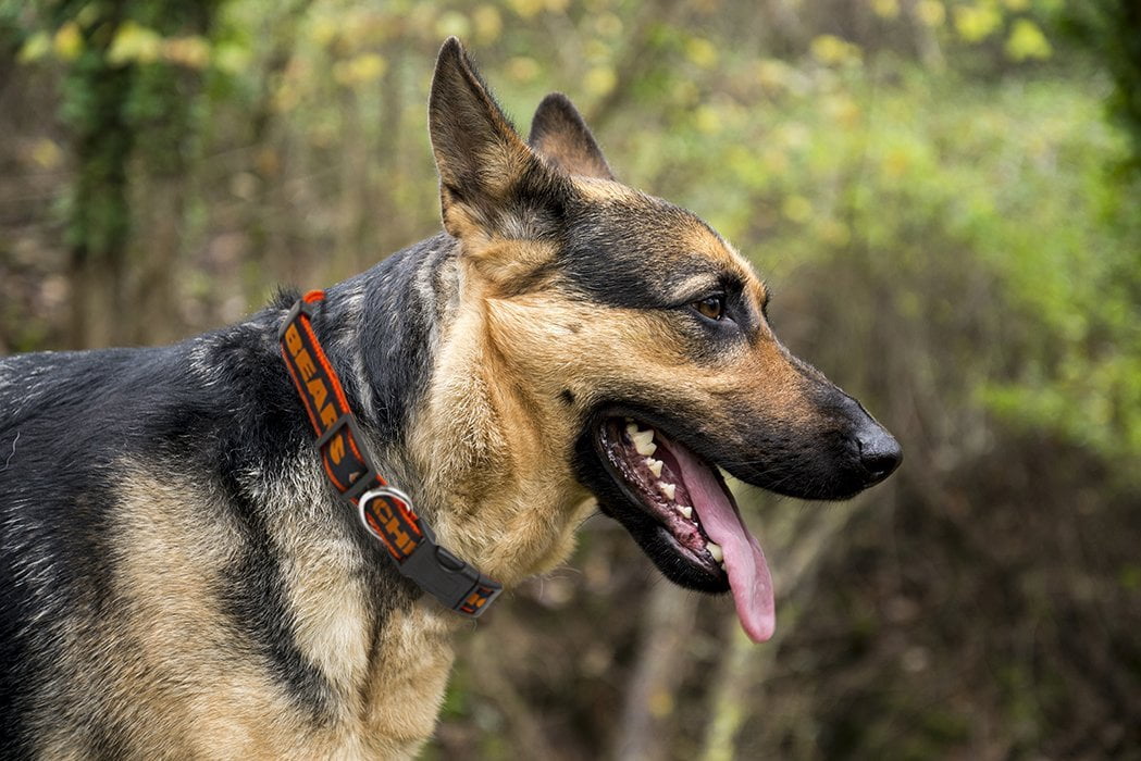 Pets First NFL Chicago Bears Dog Collar - Heavy-Duty, Durable & Adjustable Football Collar for Dogs/ CATS - Medium