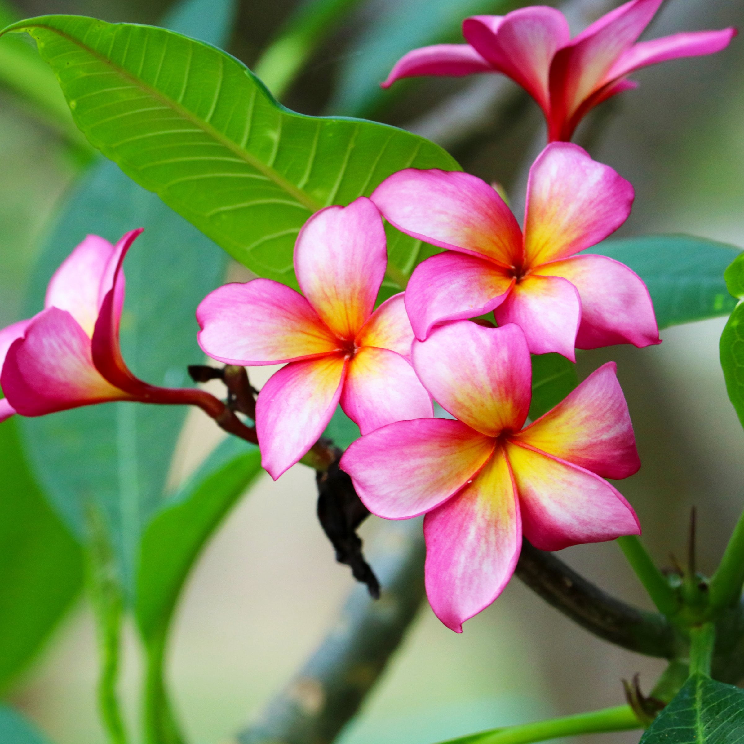 1 gal. Plumeria Mabela Plant with Multicolor Flowers