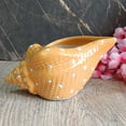 thumbnail image 5 of India Meets India Ceramic Planter [Orange], Modern Minimalistic Shell Planter for Home Decoration/Living Room/Bedroom/Office/Table/Bookshelf, 8 x 4.5 INCHES, 5 of 5
