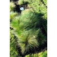 thumbnail image 6 of 1500 PRAIRIE JUNEGRASS Koeleria Cristata June Crested Hair Grass Flower Seeds, 6 of 6
