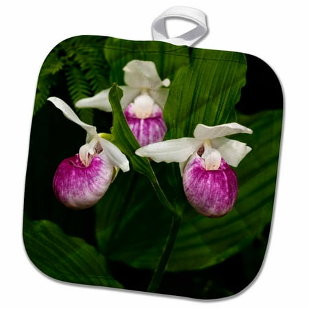 

3dRose USA Minnesota Lake Itasca ladys slipper flower - US24 PHA0169 - Peter Hawkins - Pot Holder 8 by 8-inch