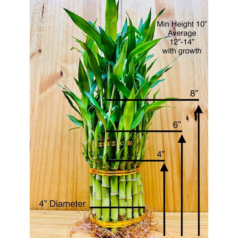 lucky bamboo plant stalks Tornado Bamboo Topiary - Live Plant - Ships Bare Root - Approx 10 Inch Tall Spiral Shaped Stalks