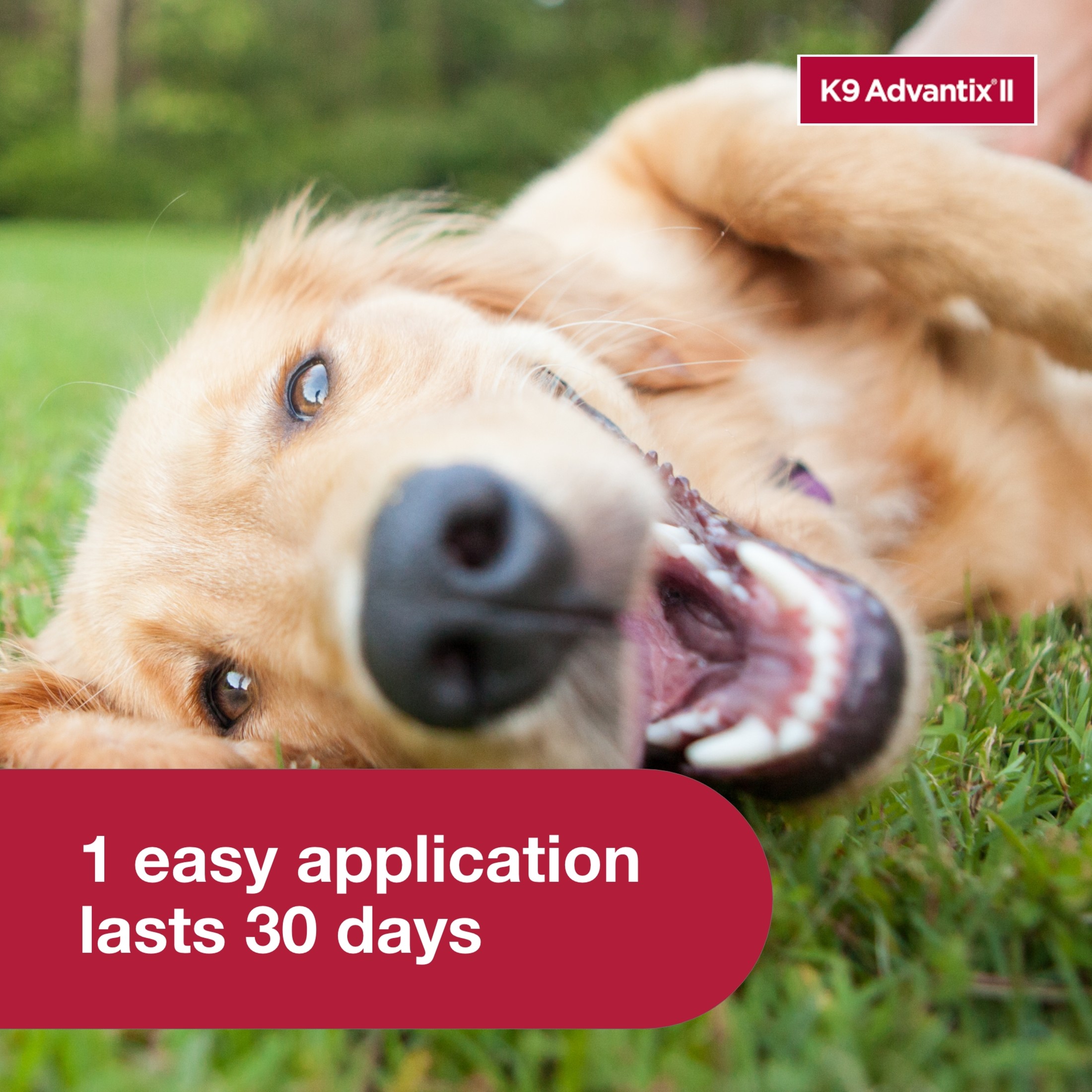 Advantix for dogs walmart discount